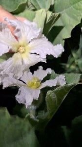 One last late July pollinating video. We'll stop pollinating soon, as fruit that sets in August might not have sufficient time to mature. Otto always says, it's better to have three good solid gourds than thirty flimsy ones.... #gourds #maleflowers #femaleflowers #handpollination #nighttimeinthegarden #drumgourd #growagourd #gourdlandia | Gourdlandia