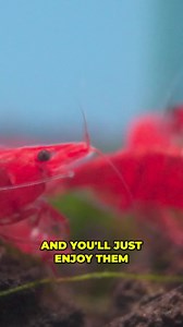 Are Shrimp High Maintenance? #aquariumcoop #aquariumadvice #enjoynaturedaily #shrimptank | Aquarium Co-Op