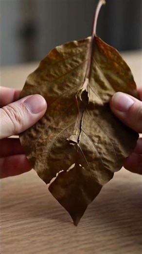 Satisfying Crunching ASMR