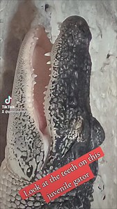 This juvenile alligator has such pretty teeth and the best dental plan. He can lose over 3,000 teeth And we'll never need a pair of dentures. Does anybody know what the tooth is called underneath the tooth he loses? Natchitoches Alligator Park #TeethWhitening #reelsviralシ #natchitoches #fyp #naturelovers #caneriver #batonrouge #houma #Mississippi #texas #travel #neworleans #Tennessee #la #reelsfb #reelsviral #batonrouge #caneriver #schools #ScienceforKids #teacher #fieldtrip #louisianatravel #po