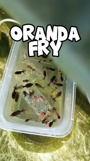 Soon to release Oranda mid tail apache x red white #fishkeeping #followers #friends #grooming | Nhels Hobby Aqua Tics