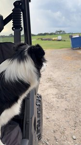 8.8K views · 290 reactions | Maggie tries to chase a bunny and once again loses big time! I don’t think she wants to hurt the rabbits. I believe she just wants to play. The rabbits want no part of it!  #texasrancher #bordercollie #chasingrabbits #funnyvideos #reelschallenge #facebookreelsvideo | Texas Rancher | Facebook