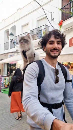 Mon fils 🥹 #chat #travel #catoftheday #catlife | RioFamily