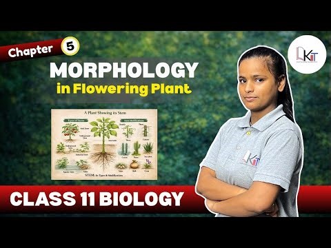 Morphology in Plants – Part 3 | Stem - Types & Modifications | Class 11 Biology Ch 5 |