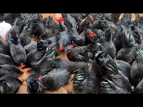 **"Free-Range Kadaknath Chicken Farm Documentary: Daily Care, Feeding, Breeding & Chicken Coop Setup