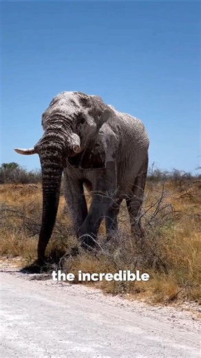 The Secret Way Elephants Find Water In The Desert 🏜️🐘 #survival #nature
