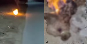 M'sian dog shelter offering RM2,000 to find culprit behind video of dog set on fire
