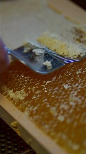 L'or des abeilles se révèle enfin 🍯 #shorts #bee