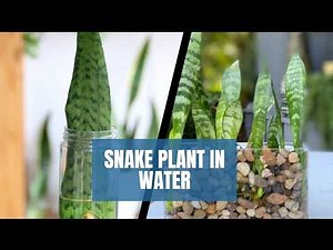 Snake Plant Care, Grow and Propagation Tips in Water from Leaf Cutting