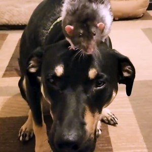 When this dog was adopted as a puppy, he was so happy to get two rat brothers to play with! Today on Odd Couples, watch how Dodger lets his favorite rats poke their faces in his mouth, climb onto his back and attack him relentlessly 💞 | Odd Couples by The Dodo