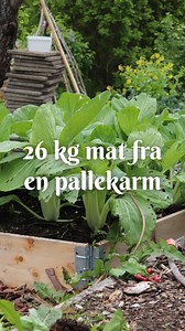 Slik dyrket jeg 26 kg mat fra en pallekarm! #reklame - I medlemsportalen min får du hele videoserien for hvordan jeg dyrker over 100 kg mat fra 12 pallekarmer - kommenter «dyrkedille» så sender jeg deg linken. I denne pallekarmen dyrket jeg først pak choy, før jordskokk – to avlinger på en sesong altså. Pak choy er en asiatisk kål som minner endel om kinakål. Kan stekes, kokes, gratineres, spises rå – en helt rå grønnsak. Jordskokk er en fantastisk beredskapsgrønnsak, rik på energi, kan spises s