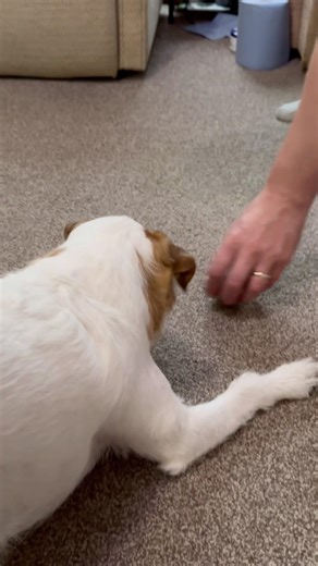 My Dog Plays With Moving Mouse