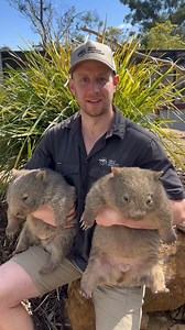 FARTING BABY WOMBAT! Unfortunately, this isn’t the first time I’ve been farted on by a baby wombat…they happen to be one of the gassiest animals around. If you listen carefully at the end you can hear a final silent release after the initial loud shockwaves. This is a behind the scenes clip from our recent wombat rehabilitation video update. Lucky they are so cute….😂 • • • • #wombat #babywombat #joey #wombats #cutebaby #babyanimal #wildlife #cuteanimals #funny #funnyanimalvideos #fart #farts #a