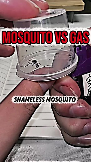 Mosquito vs Gas Chamber: A Revenge Experiment