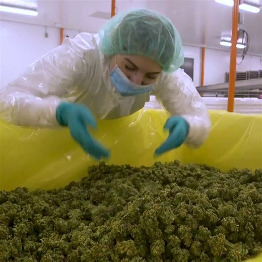 The main reason for #MarijuanaLegalization is that whites can take full advantage and get filthy rich. There's still numerous legal technicalities that restrict #BlackPeople from participating likewise, such as a lack of a #CriminalRecord or a legally obtained #MillionDollars!