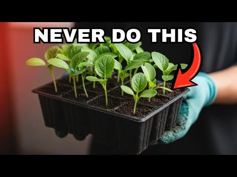 5 Biggest Mistakes Made When Starting Seeds Indoors