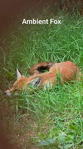 Ambient Fox #nature #wildlife #fox #ambient #uk | Humans Of Techno