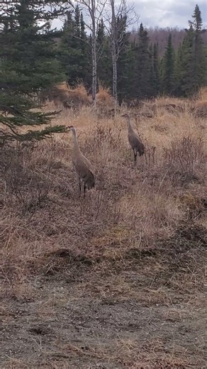 Sandhill Cranes #alaska #wildlife #nature #birds