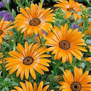 Outsidepride Orange African Daisy Seeds - 1000 Pcs. Annual Flower Seeds for Planting Outdoors with Long-Lasting Blooms, Drought-Tolerant, Easy to Grow for Sunny Gardens & Borders