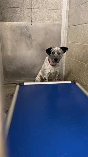 Meet Sam: High-Energy Cattle Dog Seeking a Forever Home