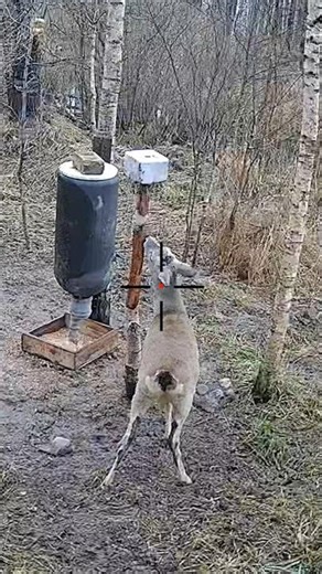 Wait for It… Wild Goat in the Woods 🐐 #hunting
