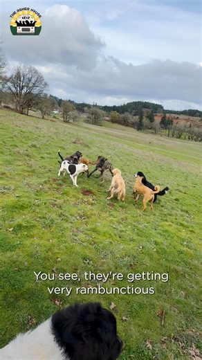 1.8M views · 86K reactions | I've been getting a lot of questions about behavior within the pack, here is how we handle fights ❤️ | The Asher House | Facebook