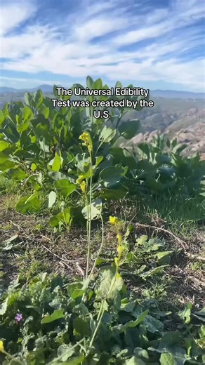 Emergency Prep | Outdoor Skills on Instagram: "Day 9 of 12 days of survival tips. The Universal Edibility Test. When food is unknown, method matters. 🌿 Click the link in my bio for a printable version of the Universal Edibility Test that you can throw in your bugout bag. . . . #outdoors #survival #prepper #emergencypreparedness"