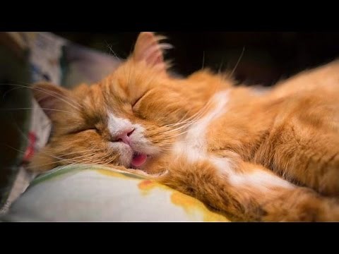50 shades of snoring Cats Compilation NEW