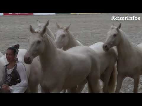 Redefiner Pferdetage 2023 - HENGSTPARADE UND MEHR ....