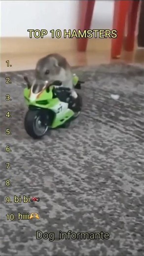 Top 5 hamsters pt.4 🐹