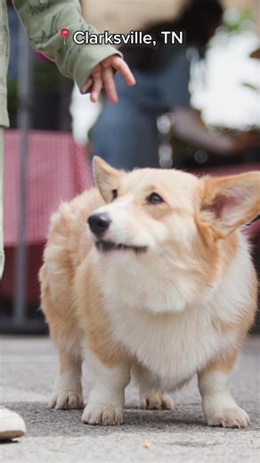 Explore the farmer's market and more local gems in Clarksville, TN. | Visit Clarksville TN