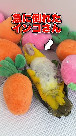 鳥の寝相じゃない😪笑 #インコ #シロハラインコ #インコのいる生活 #インコのいる暮らし #インコ部 #インコ動画 #鸚鵡 #鳥 #bird #2羽と暮らすあんずちゃんねる #インコ好き #インコ癒し #とろろちゃん