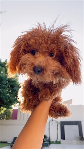 Toy Poodle Love: A Heartwarming POV Story