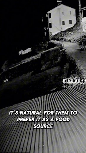 "Wolves show no mercy to a dog caught alone."