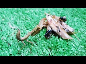 Praying mantis fast speed catching their prey