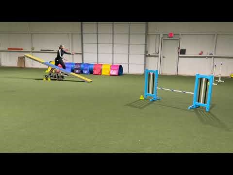 Getting It Right: Layla’s Young Dog Agility Workshop