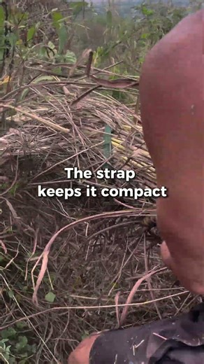 This Invasive Grass Stops Soil Erosion