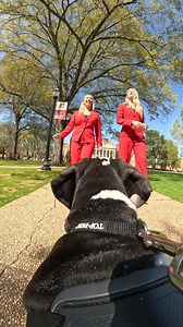 12K views · 253 reactions | Did someone say puppy POV?!  Tater Tot experienced his very own campus tour to celebrate #NationalPuppyDay & it's guaranteed to be the cutest thing you'll see all day 凉 Join us (and Tater Tot) in celebrating this pup-tastic day & show off your #Bama pups in the comments below ↓ | The University of Alabama | Facebook