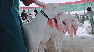 1.7K views · 36 shares | ماشاءاللہ پیور راجنپوری گلابی بکرے قربانی 2021 Date 23//4//2021 #Siraj#Goat#Farm 03317358188 Siraj 03491916494 Cargo all over Pakistan  | Siraj Goat Farm | Facebook
