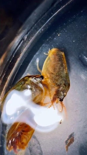 Clam shrimp life cycle