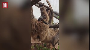 Faultier-Geburt im Dortmunder Zoo