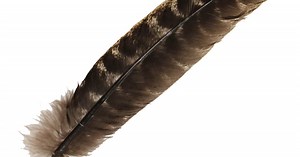 Barred Wing Smudging Feather