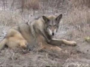 red wolf trapping in NC
