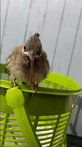 Feeding live earthworms to a baby bulbul #birds #nature