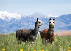 Advantages of Alpaca Fleece over Sheep's Wool | Alpacas of Montana