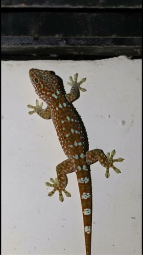 Cling of the Jungle: Tokay Gecko in Focus #gecko