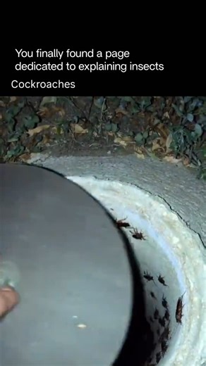 Explaining Insects 🦋 on Instagram: "Cockroaches are resilient insects known for their ability to adapt and survive in a wide range of environments. They have flattened bodies, long antennae, and strong legs that help them move quickly and hide in small spaces. Most species are nocturnal and prefer warm, humid places where food is available, often feeding on scraps, decaying matter, or almost any organic material. Cockroaches reproduce rapidly, which contributes to their persistence in homes and