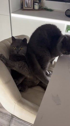 58 reactions · 13 comments | If your pet struggles with fireworks,...