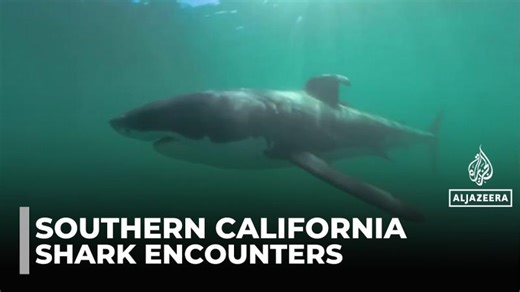 Swimming with sharks: Great whites and humans get closer than ever | John Hendren