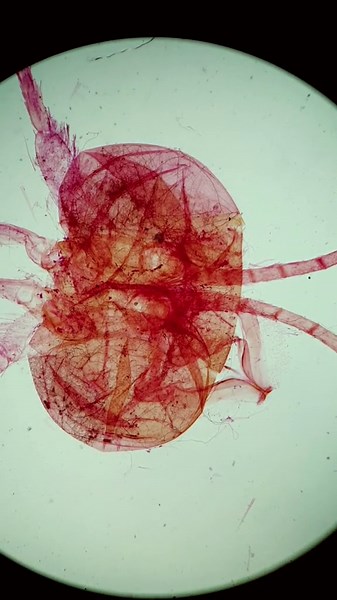 How to Use a Microscope Like a Pro